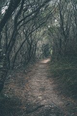 Dark and foreboding path through the forest