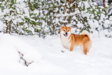 Winter photos of the dog. Shiba Inu.