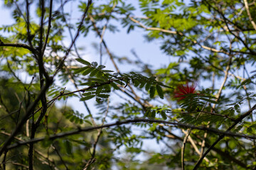 red apples on a tree