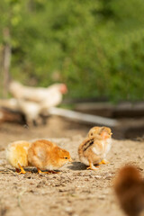 portrait of Easter little fluffy chickens walking in the yard on the farm yard on a Sunny spring day