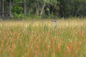 Great Blue Heron in tall grass