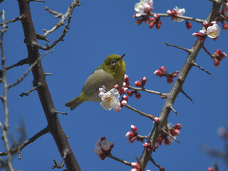 Blue sky, cherry blossoms and green birds 