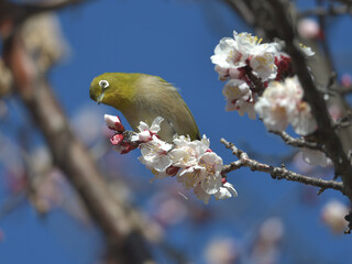 Blue sky, cherry blossoms and green birds 