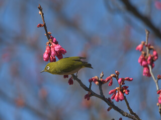 Blue sky, cherry blossoms and green birds 