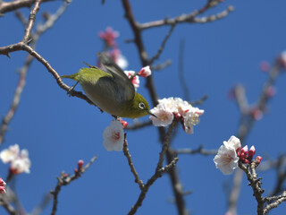 Blue sky, cherry blossoms and green birds 