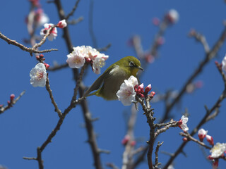 Blue sky, cherry blossoms and green birds 