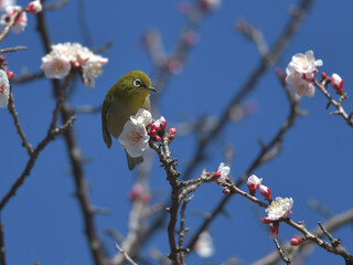 Blue sky, cherry blossoms and green birds 