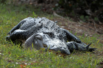 alligator lying in a funny position