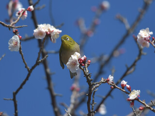 Blue sky, cherry blossoms and green birds 