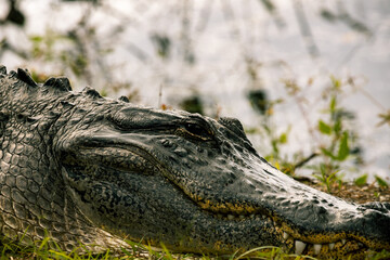 closeup alligator on the bank