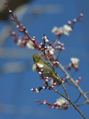 Blue sky, cherry blossoms and green birds 