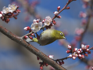 Blue sky, cherry blossoms and green birds 