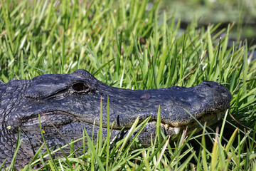 closeup alligator on the bank in the sun