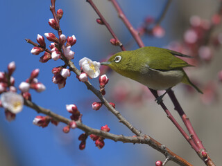 Blue sky, cherry blossoms and green birds 