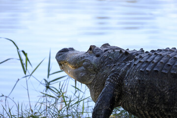 alligator by the water
