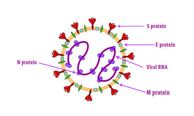 SARS-CoV-2 structure [Coronavirus] covid-19