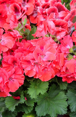 Red Pelargonium flowers in a greenhouse, selective focus, vertical orientation.