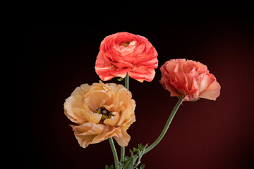 Close up of colorful ranunculus (buttercup) flowers isolated on dark red background