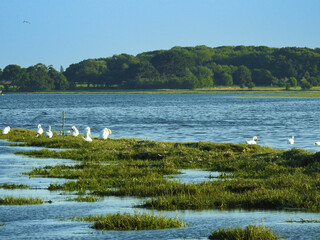 A group of white swans on a small green island