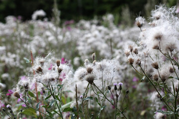 flowers in the meadow