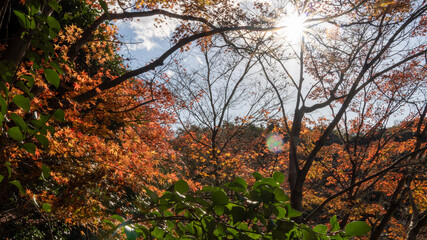 sunset in the forest