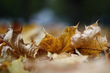 autumn leaves on the ground