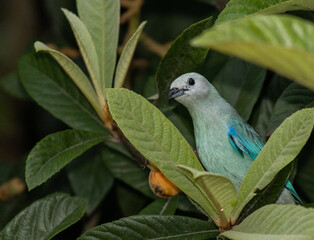 Pájaro Tangara ala azul posado en la rama de un árbol con hojas verdes