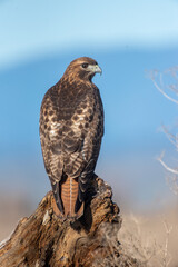 Red-tailed Hawk Portrait