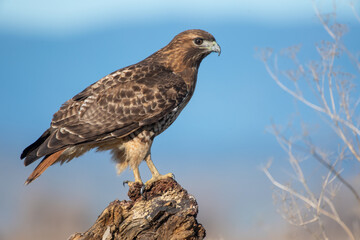Red-tailed Hawk
