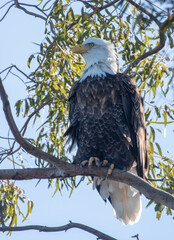 Bald Eagle