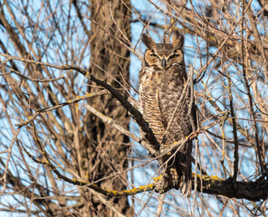 Great Horned Owl