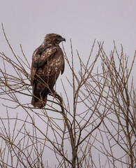 Red-tailed Hawk