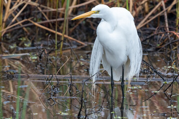 Great Egret