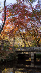 autumn in the park