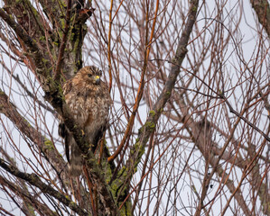 Red-shouldered Hawk 