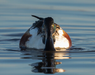 Northern Shoveler
