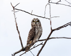 Short-eared owl in natural frame of wood of winter in the Skagit Valley of western Washington State 