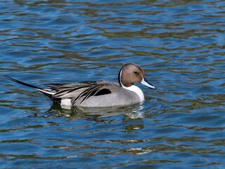 青空映す水面をのんびり泳ぐオナガガモ オス