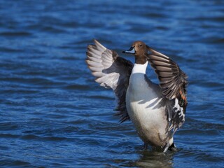 青空映す水面をバックに元気に羽ばたくオナガガモ オス