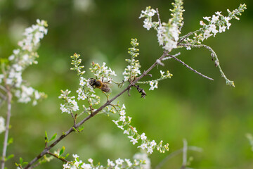 Abeja disfrutando de pequeñas flores silvestres blancas
