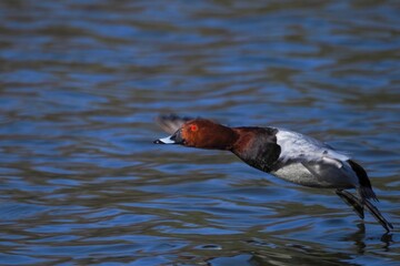 青空映す水面をバックにさっそうと飛ぶホシハジロ オス