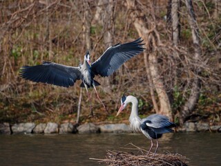 巣作り中の繁殖期のアオサギのカップル