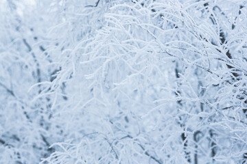 Snow and rime ice on the branches of bushes. Beautiful winter background with trees covered with hoarfrost. Plants in the park are covered with hoar frost. Cold snowy weather. Cool frosting texture.