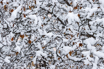 Snow on the branches of trees and bushes after a snowfall. Beautiful winter background with snow-covered trees. Plants in a winter park. Cold snowy weather. Cool texture of fresh snow. Closeup.