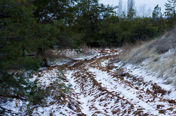 Fototapeta premium Path through a darkness calm snowy coniferous forest on a dark winter evening