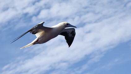 Seabird Masked, Blue-faced Booby (Sula dactylatra) flying over the ocean on the blue sky background. Seabird is hunting for flying fish jumping out of the water.