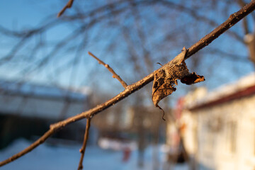 rusty barbed wire