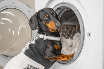 Funny dachshund dog in maid pink uniform with apron does housework and puts dirty laundry in drum of washing machine to clean. Daily chores of housewife