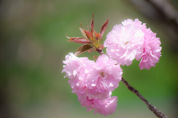 ソフトイメージに写した八重の桜	
