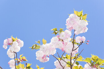 青空を背景に満開の八重の桜　福禄寿	